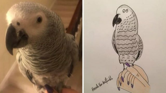 Забавные любимцы