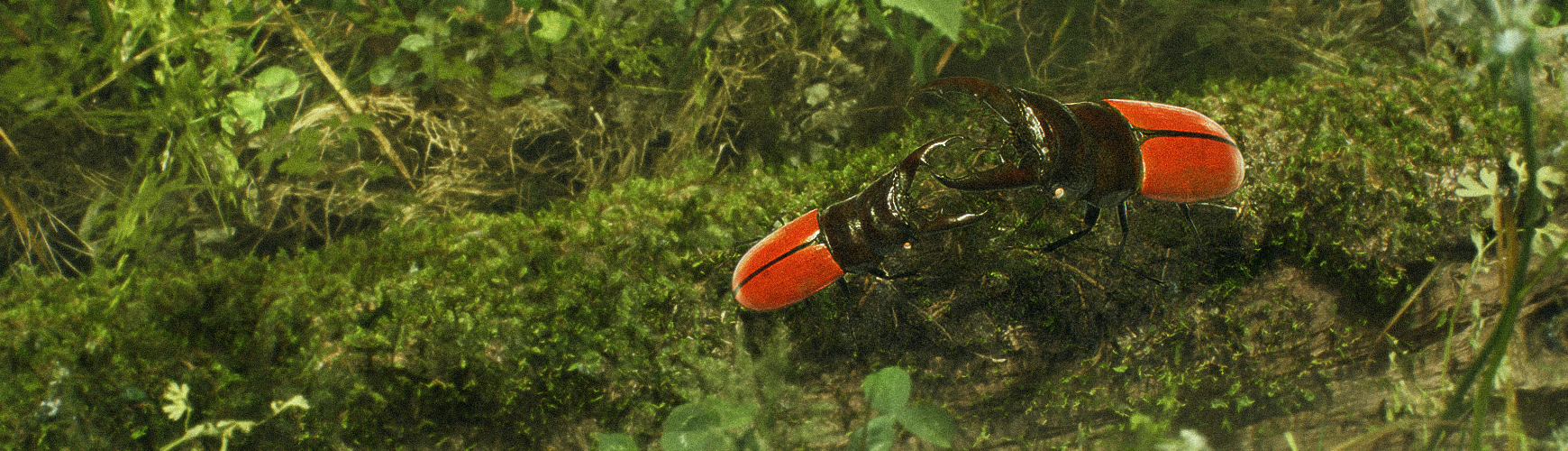 Pidjak